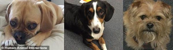 The study, published in the journal Human-Animal Interactions, used three friendly little dogs named Fiona (left), Henry (middle) and Seymour (right).